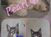 Gorgeous pedigree kittens