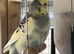 Grey and Yellow Pied Female Budgie