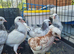 Young birds