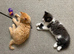 Beautiful fluffy male kittens