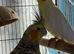 Cockatiels