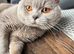 Pedigree British shorthair kittens