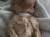 Cavapoo pups fb1