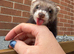2 Male Ferrets