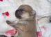 Miniature chihuahuas **1 boy left**