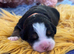 Beautiful Bernese Mountain Dog Puppies