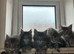 Maincoones Kittens