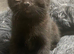 Kittens Ready 15th June