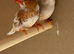 Triple and double Orange zebra finches