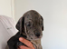 exceptional cane corso pups for sale