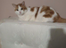 Male cat