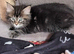 Ragdoll/Persian X Friendly, Fluffy Kittens looking for loving homes.