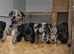 Labrador puppies
