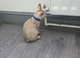 Snow bengal tica active kittens