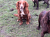 2 year old red and white cocker