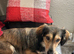 Loving home wanted for Dachshund mix
