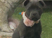 Kc registered blue staffy bitch