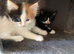Urgent rehoming kittens