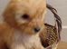 6 gorgeous cockapoo puppies
