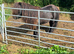 Registered Shetland stallion