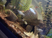 Plecs for sale