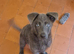 12 WEEK OLD BLUE GERMAN SHEPHERD