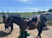 Maisie – 15.3hh, 16yo TB cross Mare – A True Confidence Giver ️