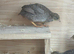 Button Quail