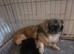 Maltipeje boy pup for sale