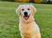 Guardianship Home Wanted for Beautiful Golden Retriever Female