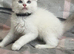 Gorgeous Tica ragdoll kittens