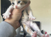 Calico kittens