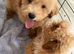 Poochon puppy's