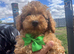 READY NOW!! Beautiful Toy Poodle Puppies !!