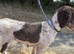 Wendy.Beautiful Poodle Searching For Soulmate