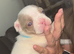 Frenchie pups