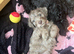 F2 cockapoo puppies