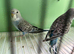 Black face splits black wing budgies