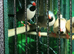 4 Hecks Finches & 1 Star Finch