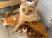 Pedigree British Longhair kittens TICA registered