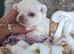 Beautiful quality apple head longcoat chihuahua boys