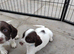 Beautiful English Springer Spaniels