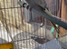 Young cockatiels