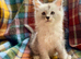 Silver Ticked Polydactyl Male