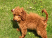 Male Cavapoo