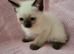 Ragdoll cross british short