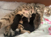 Bengal kittens available