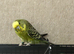 Beautiful budgies available