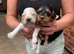 Show cocker spaniels