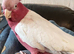Lutino hand reared galah